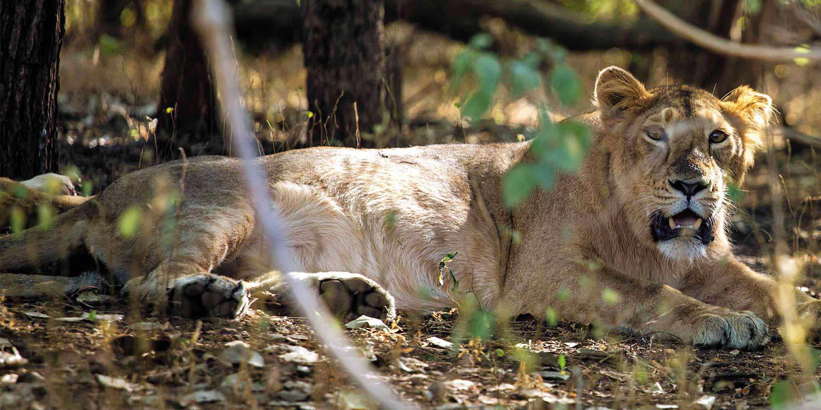 Gir National Park